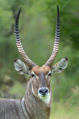 Waterbuck (Kobus ellipsiprymnus) male hanging around in the Kruger National Park in South Africa