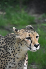 Looking into the Face of a Cheetah