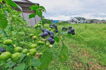 ブルーベリーの木