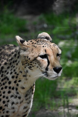 Spotted Cheetah Wiggling his Whiskers Smelling the Air