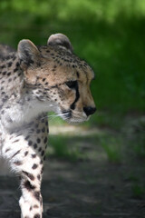 Angry Looking Wild Cheetah with Ears Backed