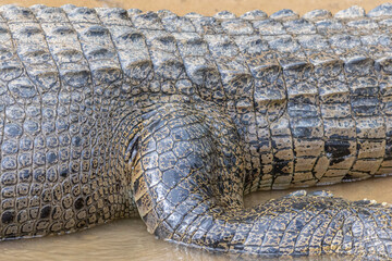 Scaly Patterns of a Crocodile's Skin
