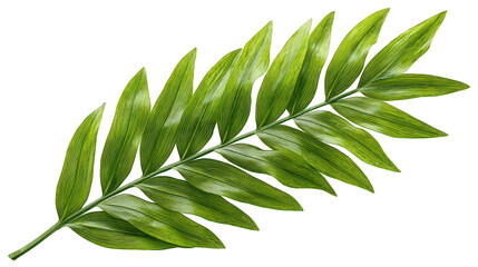 Vibrant Green Tropical Leaf Branch Isolated on Transparent Background