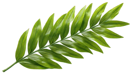 Vibrant Green Tropical Leaf Branch Isolated on Transparent Background
