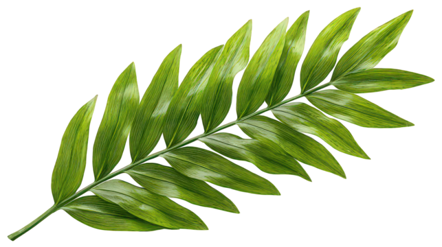 Vibrant Green Tropical Leaf Branch Isolated on Transparent Background