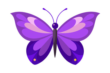 butterfly on white background