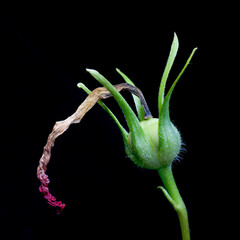 Flower petal of morning glory (Ipomoea nil) just before dropping
