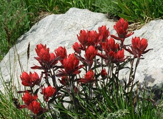 pretty  red indian paintbrush wildflowers in summer  next to a  granite boulder along the upper straight creek trail  near the eisenhower tunnel in the rocky mountains of colorado        © Nina