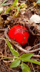 Bright red speckled mushroom in a detailed style in red and brown colors representing natural vibrancy