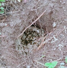 Swarm of wasps actively guarding their ground nest in brown soil