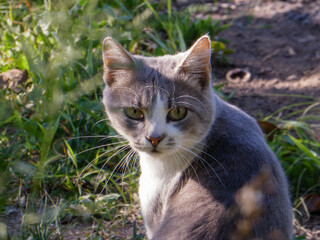 Curious gray and white cat sitting outdoors in grass.
