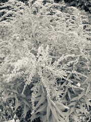 Goldenrod plant with an insect in a minimalist style in black and white representing delicate nature and serenity