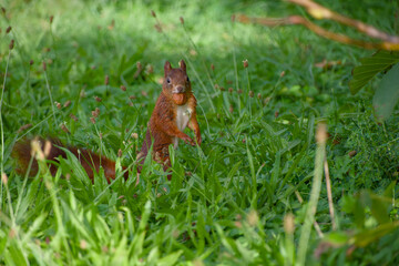 Red squirrel holding walnut in its mouth while standing in grass