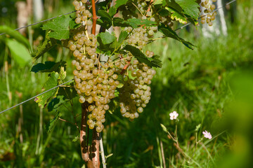 Sunlit bunch of white grapes ripening in vineyard on a bright morning	