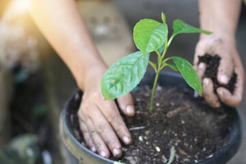 Planting a tree, Two hands of young women were planting the seedlings and tree growing into soil while working in the garden as save the world, earth day, nature, environment and ecology concept.
