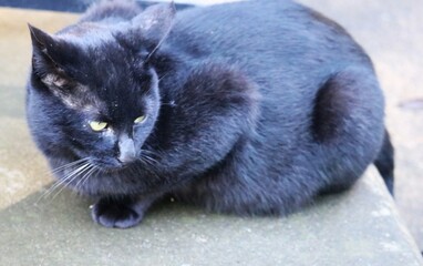 黒猫　秋の公園