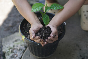 Planting a tree, Two hands of young women were planting the seedlings and tree growing into soil while working in the garden as save the world, earth day, nature, environment and ecology concept.
