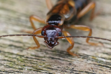 A close-up shot of an earwig showcasing its distinctive pincers and segmented body on a wooden surface, highlighting its unique features.