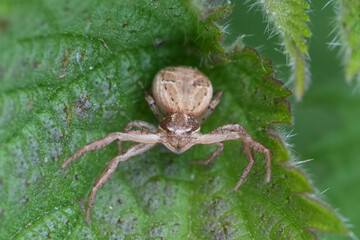 Camouflaged crab spider lurking amidst lush green foliage, showcasing nature's intricate beauty. Perfect macro shot of spider.