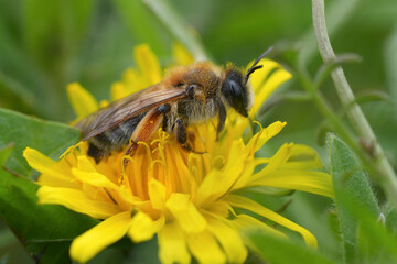 Mining Bee collecting pollen on a bright yellow dandelion, surrounded by lush green foliage in sunny meadow environment.