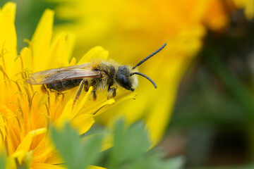 A bee covered in pollen gathers nectar from a vibrant yellow flower in a sunny meadow, showcasing nature's ecosystem.