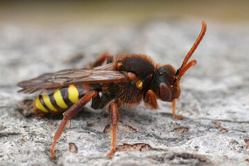 Close-up shot of a colorful female Lathbury's mining bee, Nomada lathburiana with distinct yellow stripes on its abdomen