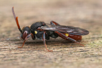 Closeup on a colorful female yellow-shouldered Nomad bee , Nomada ferruginata