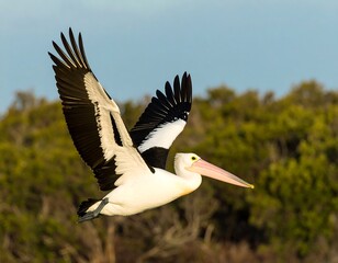 Fototapeta premium A pelican in flight against a blurred background of trees
