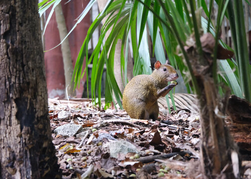 A golden agouti in Yucatan Mexico