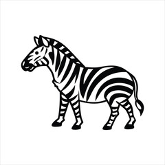 zebra isolated on white
