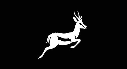 White springbok antelope leaping gracefully in mid air.