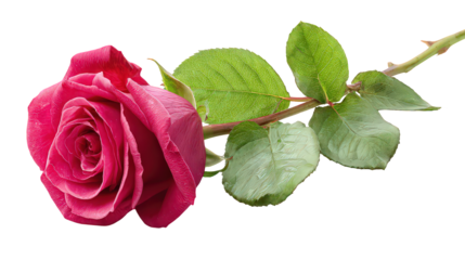Pink Rose with Dew Drops and Glittering Leaves on Black Background
