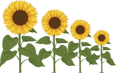 Hand drawn sunflower illustration, growth stages, cartoon style, yellow petals, green stem, botanical sketch, nature, plant development, vector art
