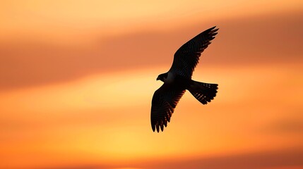 Obraz premium Silhouette of a peregrine falcon soaring against a vibrant orange sunset sky, capturing the essence of freedom and the beauty of nature at twilight
