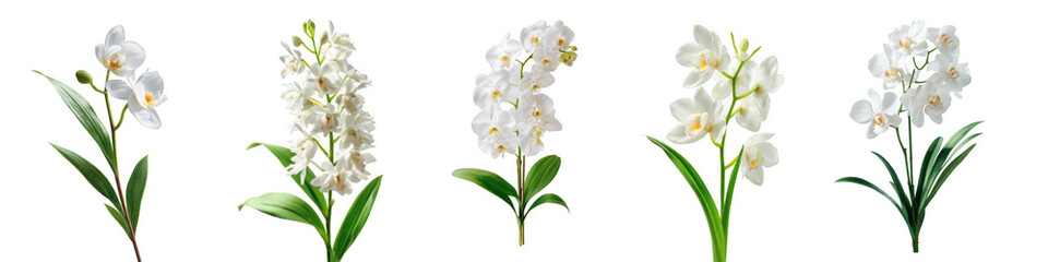 Obraz premium Five delicate white orchid stems with green leaves isolated on a transparent background