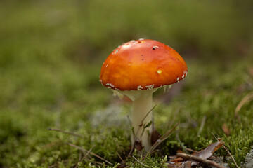 The mushroom of the Amanita genus, or the Amanitaceae family, is a poisonous mushroom. In the photo, you can see the texture of the cap, the shape of the stem, and characteristic elements