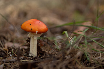 The mushroom of the Amanita genus, or the Amanitaceae family, is a poisonous mushroom. In the photo, you can see the texture of the cap, the shape of the stem, and characteristic elements
