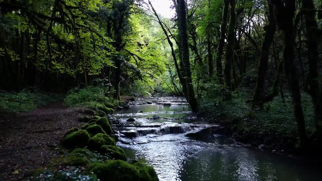 ruisseau dans une for&ecirc;t sombre