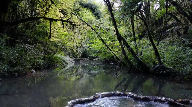ruisseau dans une for&ecirc;t sombre