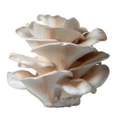 Fototapeta premium Oyster mushroom cluster with smooth, layered caps and delicate gills, showing natural beige and cream tones in fresh, organic arrangement