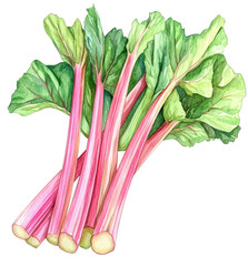 Fresh rhubarb stalks with green leaves isolated on transparent background