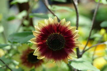Close-up of a red and yellow-rimmed MS Mars Sunflower (Helianthus annuus) in bloom at Gardens by the Bay, Singapore