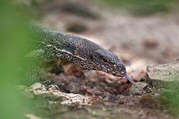 Close-up of a lace monitor lizard with its tongue extended