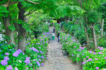 本光寺あじさい