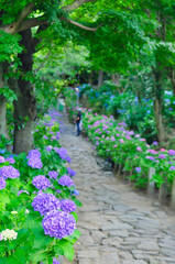 本光寺あじさい