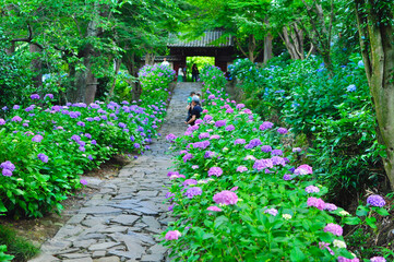 本光寺あじさい