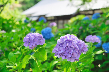 本光寺あじさい