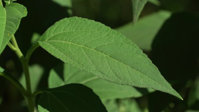 Morphology of Helianthus tuberosus leaf: Macro image of venation, serrated margin and characteristic rough texture.