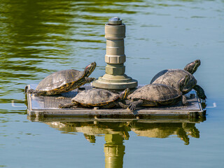 水辺のアカミミガメ