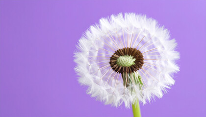 Obraz premium Fluffy Dandelion Seed Head on Purple Background 